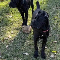 Ruby needs a home ASAP, a female Cane Corso for sale in San Diego, CA – Photo 6 of 6