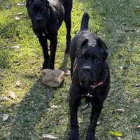 Ruby needs a home ASAP, a female Cane Corso for sale in San Diego, CA – Photo 4 of 6