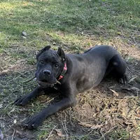 Ruby needs a home ASAP, a female Cane Corso for sale in San Diego, CA – Photo 3 of 6