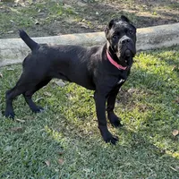 Ruby needs a home ASAP, a female Cane Corso for sale in San Diego, CA – Photo 1 of 6