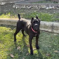 Ruby needs a home ASAP, a female Cane Corso for sale in San Diego, CA – Photo 2 of 6