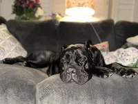 Bonnie, a female Cane Corso for sale in San Diego, CA – 10 of 10