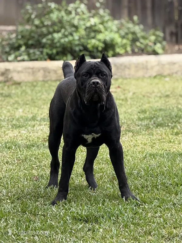 Clyde – Cane Corso puppy for sale in San Diego, CA