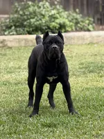 Clyde, a male Cane Corso for sale in San Diego, CA – 1 of 10