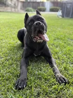 Clyde, a male Cane Corso for sale in San Diego, CA – 7 of 10