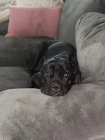 Bonnie, a female Cane Corso for sale in San Diego, CA – 6 of 10