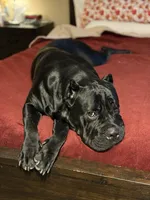 Bonnie, a female Cane Corso for sale in San Diego, CA – 8 of 10