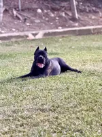 Clyde, a male Cane Corso for sale in San Diego, CA – 10 of 10