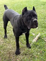 Clyde, a male Cane Corso for sale in San Diego, CA – 5 of 10