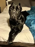 Bonnie, a female Cane Corso for sale in San Diego, CA – 4 of 10