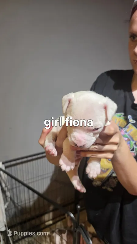 Fiona – American Bulldog puppy for sale in Clear Brook, VA