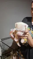 Fiona, a female American Bulldog for sale in Clear Brook, VA – 1 of 1