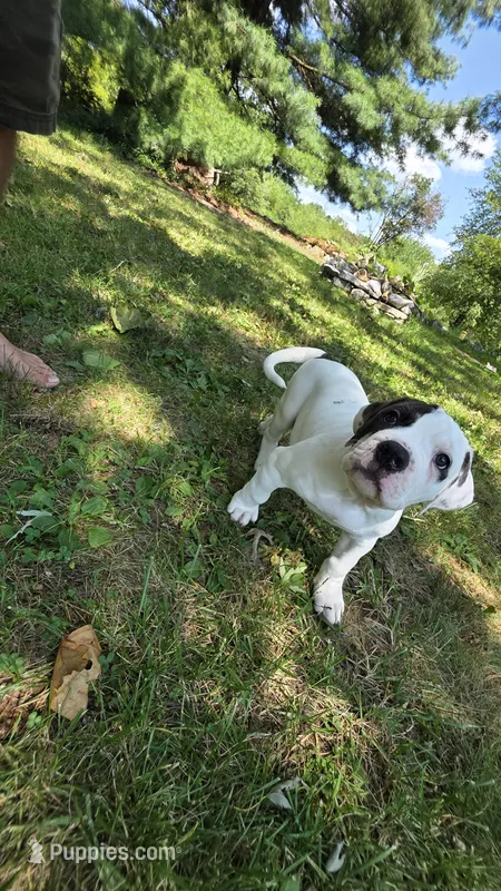 Teddy – American Bulldog puppy for sale in Clear Brook, VA