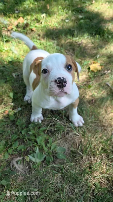 Daisy – American Bulldog puppy for sale in Clear Brook, VA