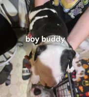Buddy, a male American Bulldog for sale in Clear Brook, VA – 2 of 2