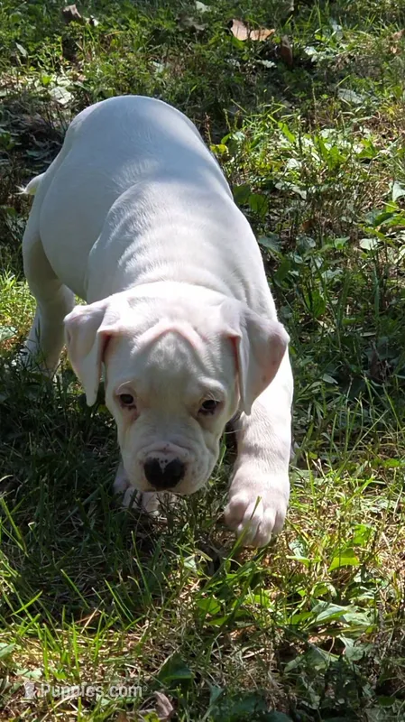 Fiona – American Bulldog puppy for sale in Clear Brook, VA