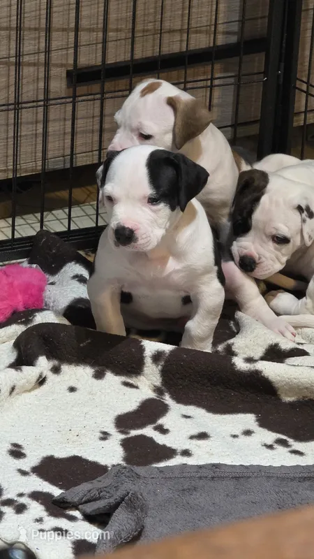 Buddy – American Bulldog puppy for sale in Clear Brook, VA