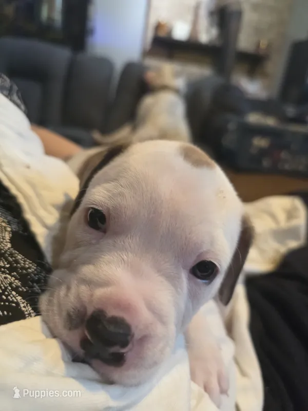 Bella – American Bulldog puppy for sale in Clear Brook, VA