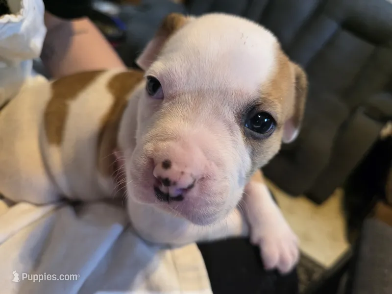 Daisy – American Bulldog puppy for sale in Clear Brook, VA
