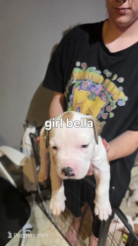 Bella – American Bulldog puppy for sale in Clear Brook, VA
