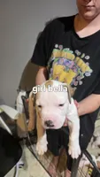 Bella, a female American Bulldog for sale in Clear Brook, VA – 1 of 2