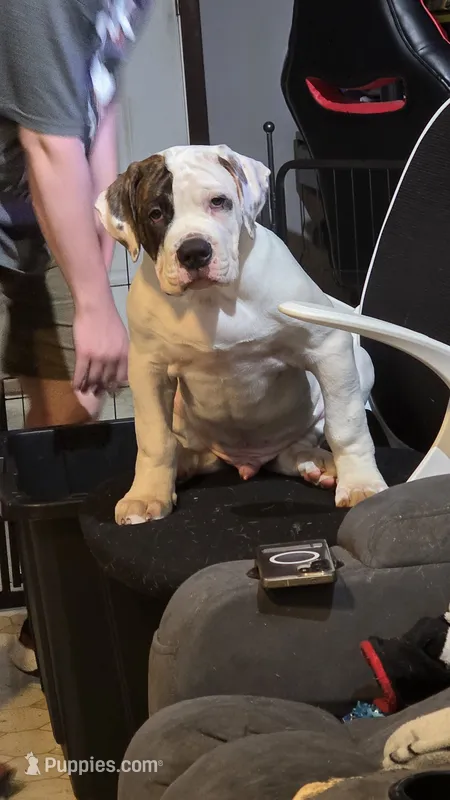 Teddy – American Bulldog puppy for sale in Clear Brook, VA