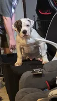 Teddy, a male American Bulldog for sale in Clear Brook, VA – 1 of 9