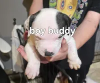 Buddy, a male American Bulldog for sale in Clear Brook, VA – 1 of 2