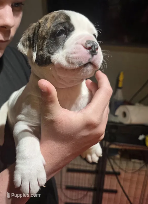 Teddy – American Bulldog puppy for sale in Clear Brook, VA