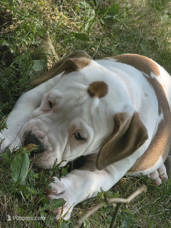 Bella – American Bulldog puppy for sale in Clear Brook, VA