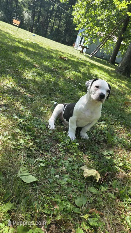 Buddy – American Bulldog puppy for sale in Clear Brook, VA
