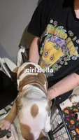Bella, a female American Bulldog for sale in Clear Brook, VA – 2 of 2