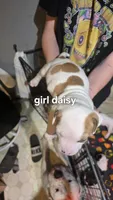 Daisy , a female American Bulldog for sale in Clear Brook, VA – 2 of 2