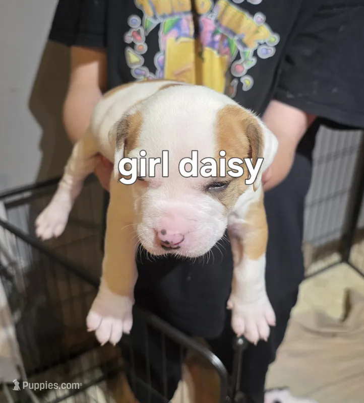 Daisy  – American Bulldog puppy for sale in Clear Brook, VA