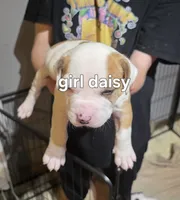 Daisy , a female American Bulldog for sale in Clear Brook, VA – 1 of 2
