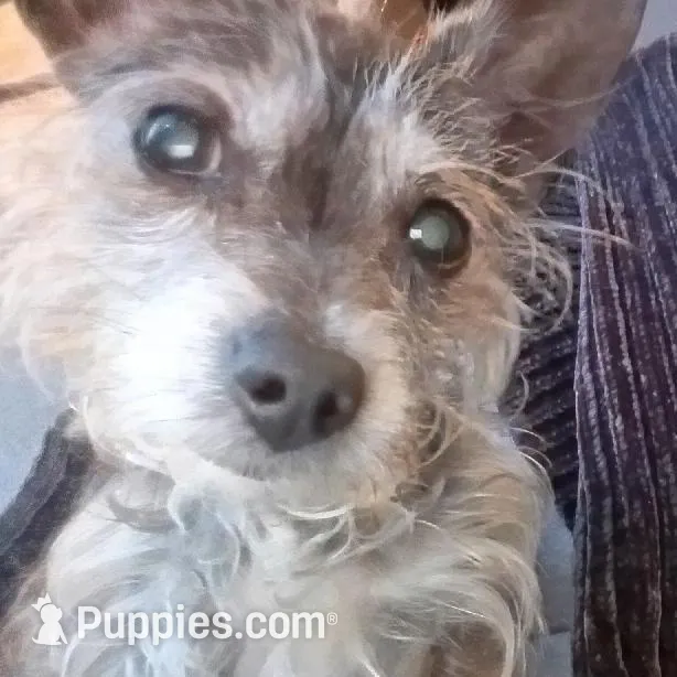 Onyx and Fancy, a female Chihuahua and Yorkshire Terrier for sale in Tyrone, GA – Photo 2 of 2