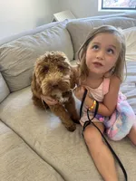 Jax - F1BB Micro / Toy Goldendoodle , a male Miniature Goldendoodle for sale in Waddell, AZ – 2 of 10