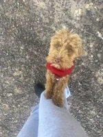 Jax - F1BB Micro / Toy Goldendoodle , a male Miniature Goldendoodle for sale in Waddell, AZ – 6 of 10