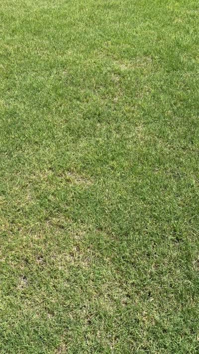 Jax - F1BB Micro / Toy Goldendoodle , a male Miniature Goldendoodle for sale in Waddell, AZ – 3 of 10