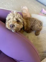 Jax - F1BB Micro / Toy Goldendoodle , a male Miniature Goldendoodle for sale in Waddell, AZ – 7 of 10