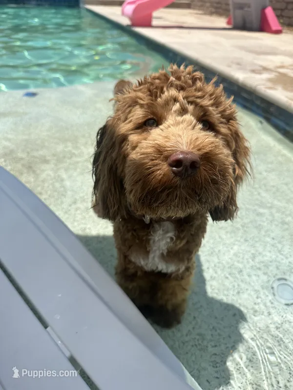 Jax - F1BB Micro / Toy Goldendoodle  – Miniature Goldendoodle puppy for sale in Waddell, AZ