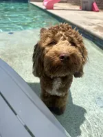 Jax - F1BB Micro / Toy Goldendoodle , a male Miniature Goldendoodle for sale in Waddell, AZ – 1 of 10