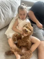 Jax - F1BB Micro / Toy Goldendoodle , a male Miniature Goldendoodle for sale in Waddell, AZ – 8 of 10