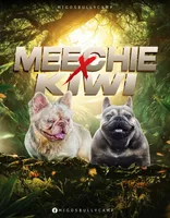 Champ , a male French Bulldog for sale in Elyria, OH – Photo 4 of 4