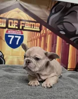 Champ , a male French Bulldog for sale in Elyria, OH – Photo 3 of 4