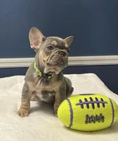 Dunkin’, a male French Bulldog for sale in Elyria, OH – Photo 3 of 5