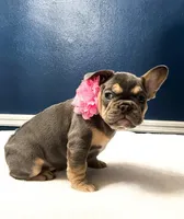 Pandora , a female French Bulldog for sale in Elyria, OH – Photo 3 of 4