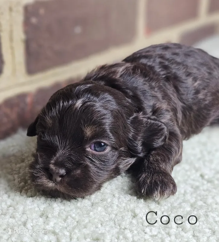 AKC chocolate Coco