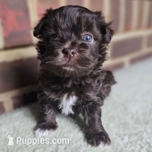 AKC chocolate Oliver – Havanese puppy for sale in Yorktown, VA