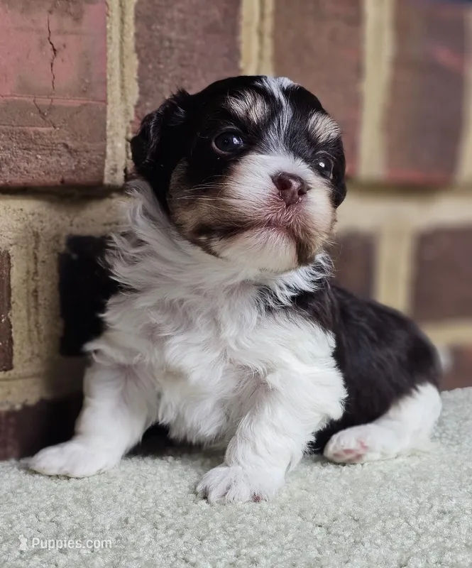 AKC brown and white Cooper